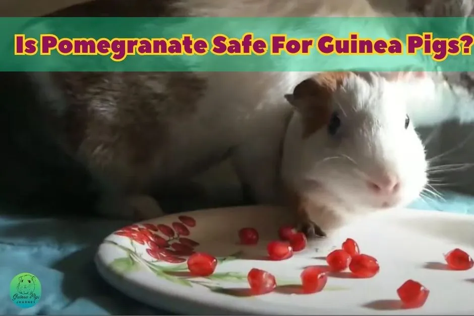 Can Guinea Pigs Eat Pomegranate