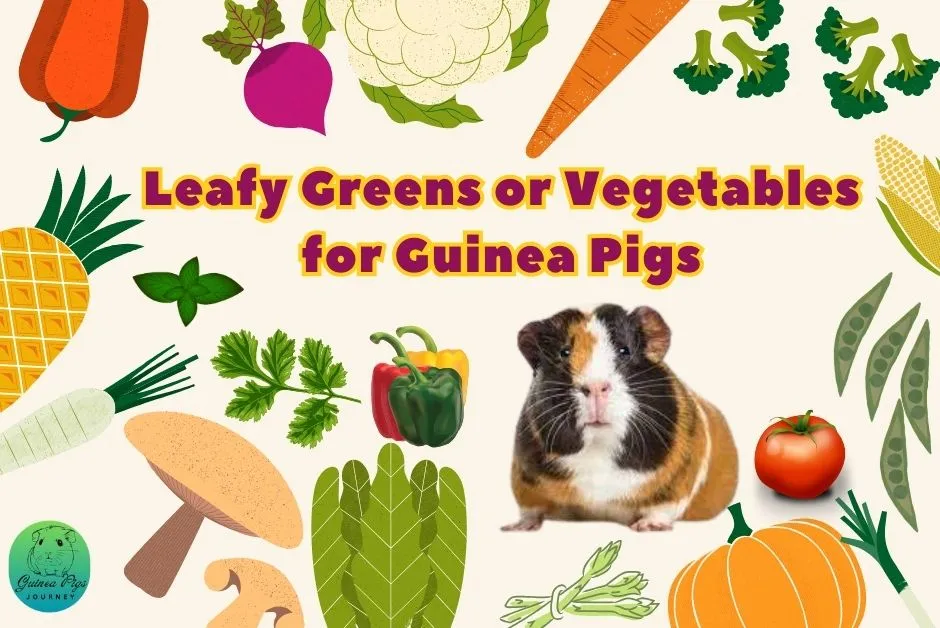 Recommended And Best Diet For Guinea Pigs