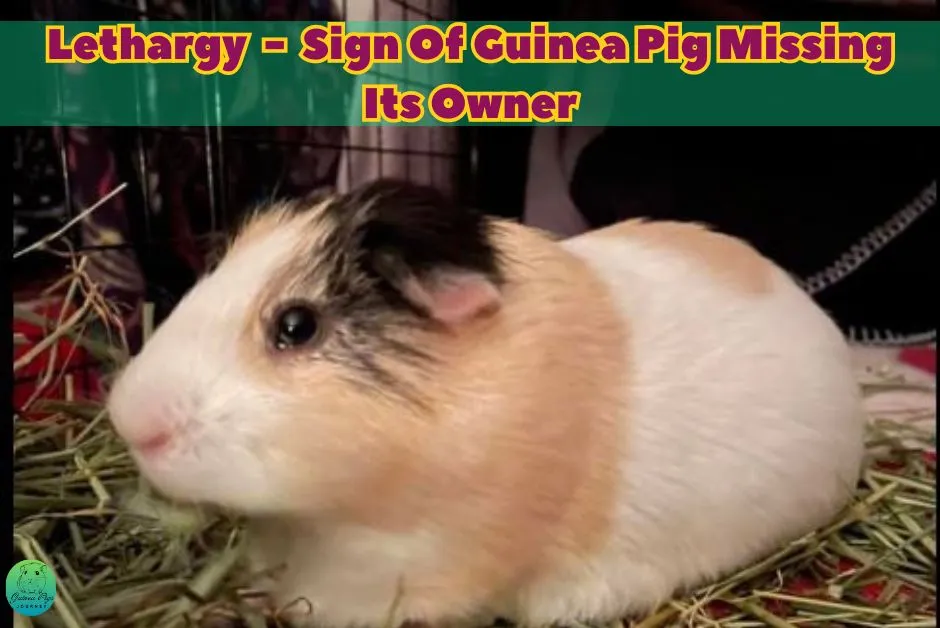 Do Guinea Pigs Miss Their Owners