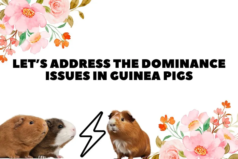 how to make your guinea pig love you again