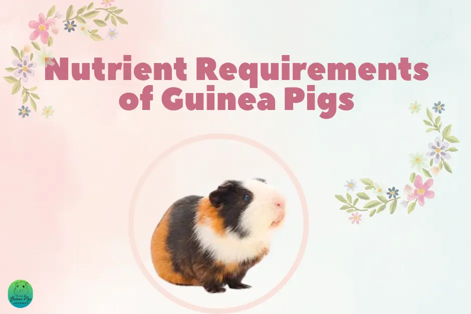 Can guinea pigs eat arugula