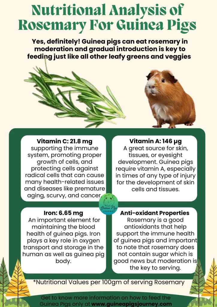 Can Guinea Pigs Eat Rosemary