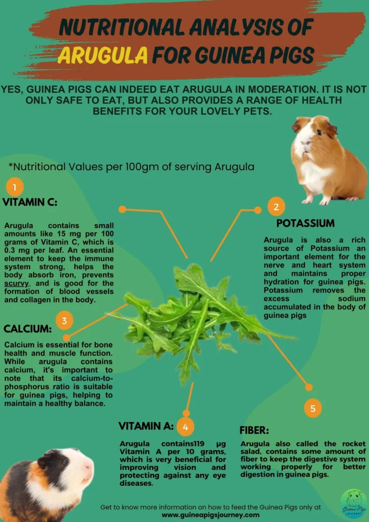 Can guinea pigs eat arugula