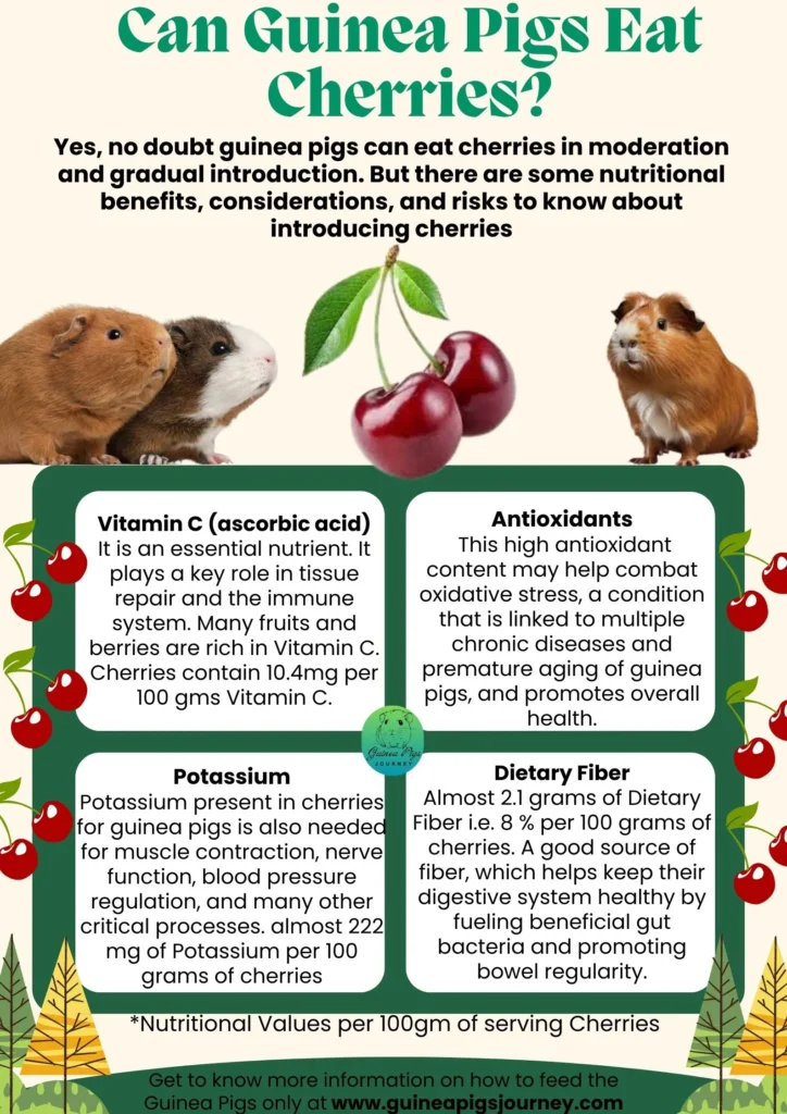 Can Guinea Pigs Eat Cherries