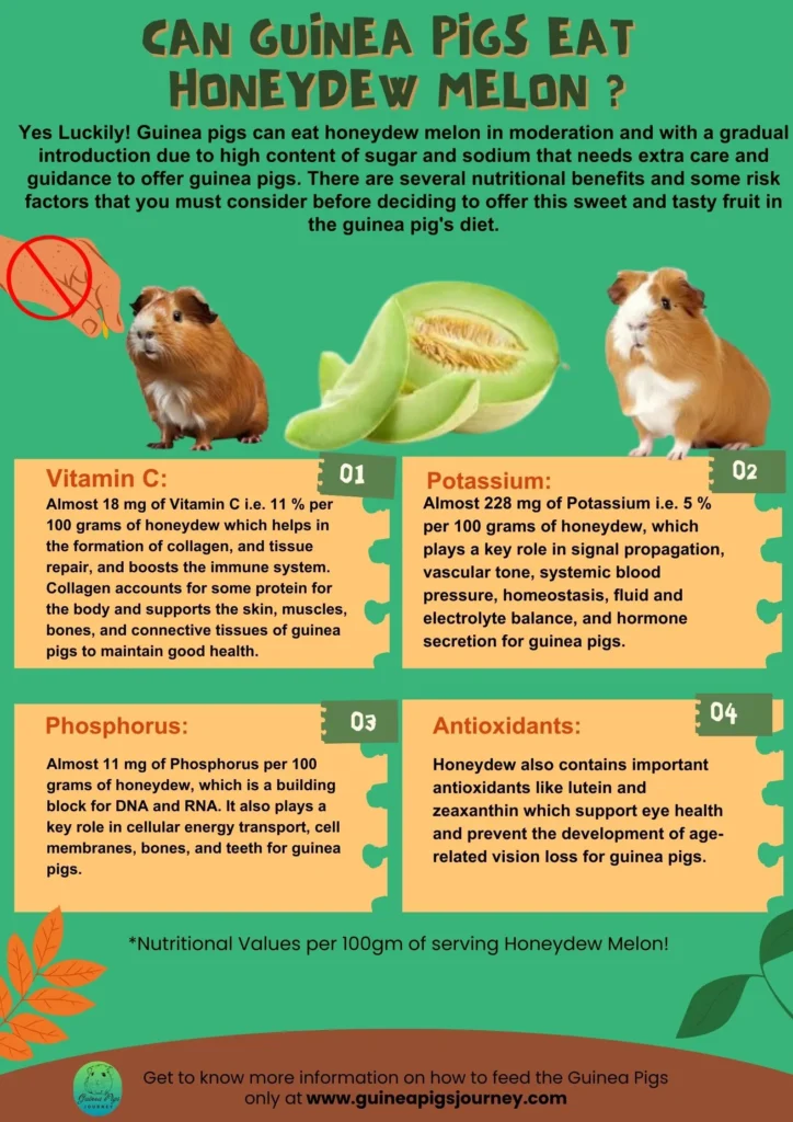 Can Guinea Pigs Eat Honeydew