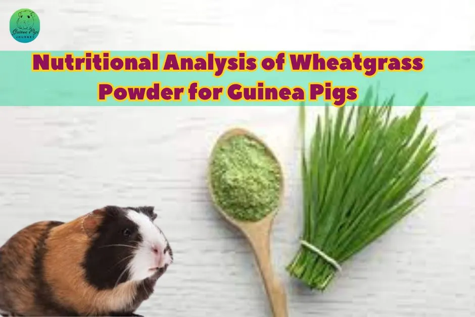 Can guinea pigs eat wheatgrass