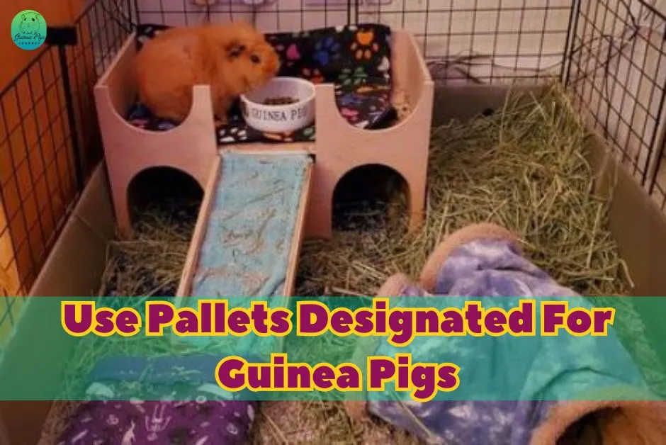 What Is The Best Way To Feed Guinea Pigs