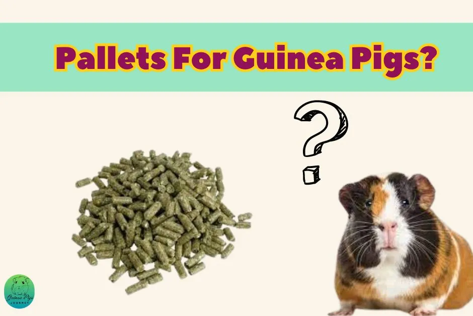 recommended and best diet for guinea pigs