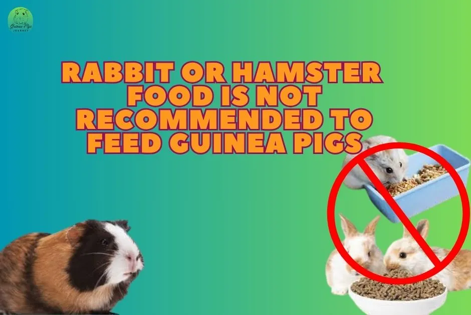 Not Recommended To Feed Guinea Pigs