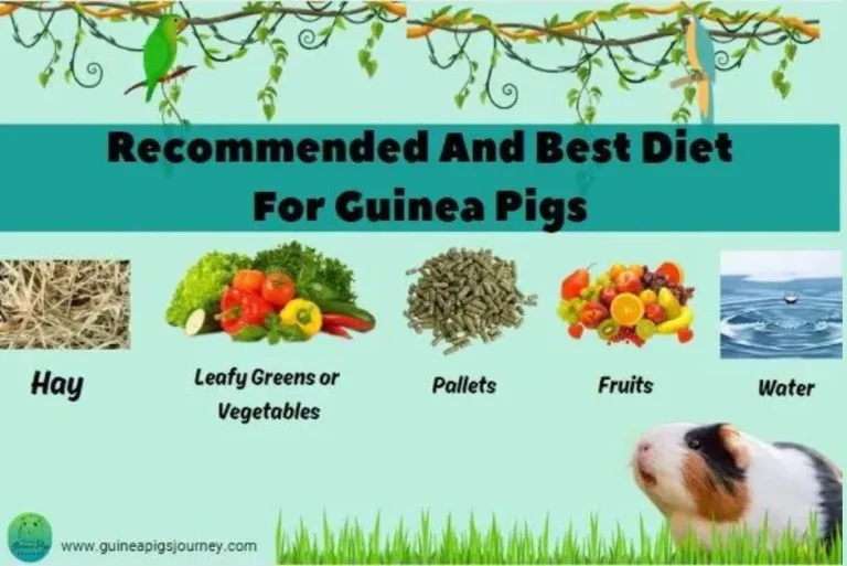 Recommended And Best Diet For Guinea Pigs – 2024 Ultimate Guide