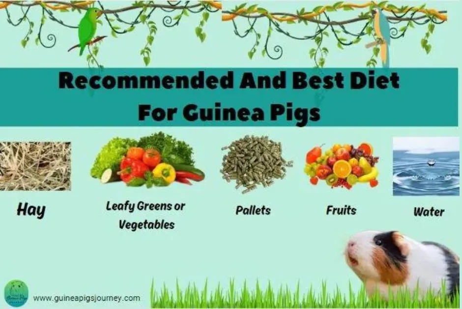 Best food hotsell for guinea pigs