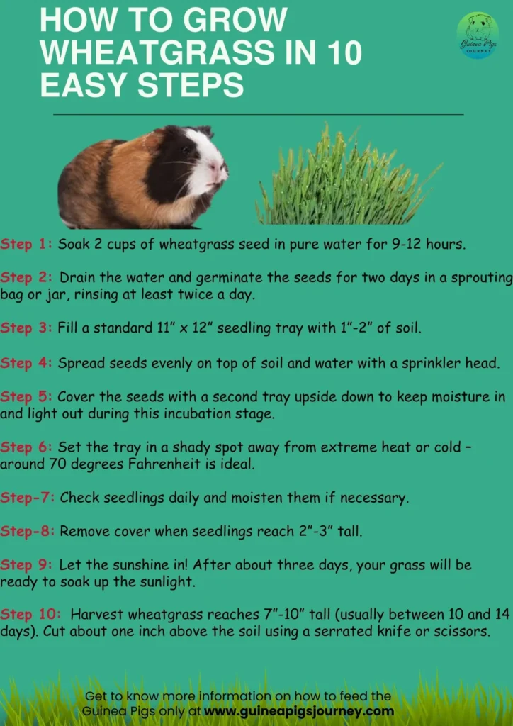 Can guinea pigs eat wheatgrass