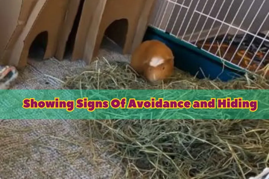 Signs Your Guinea Pig Hates You