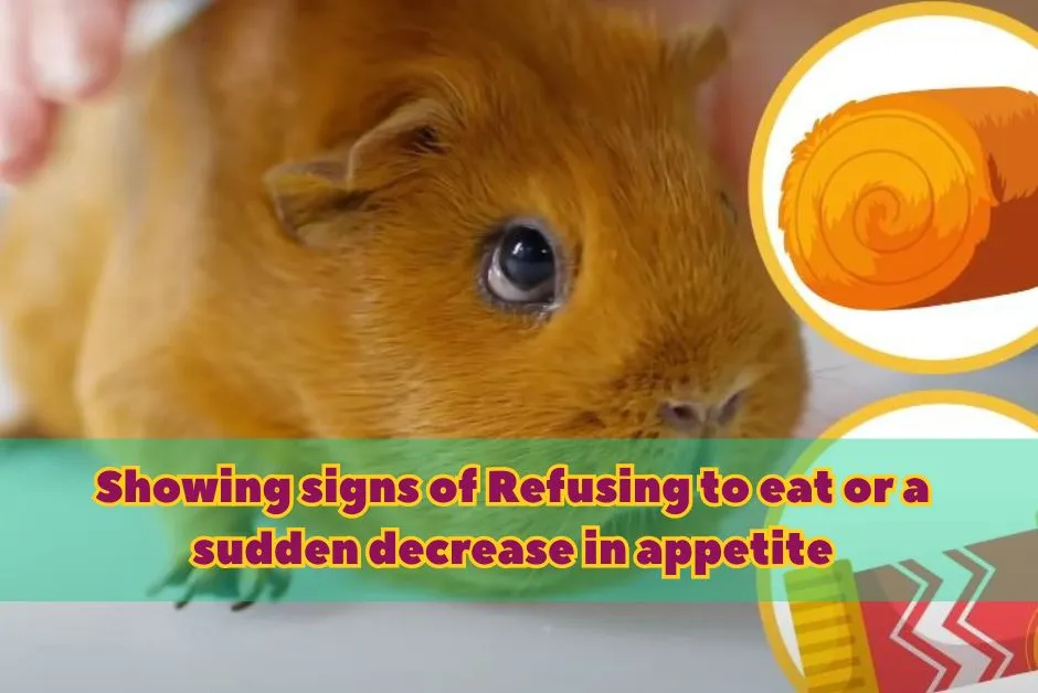 Signs Your Guinea Pig Hates You