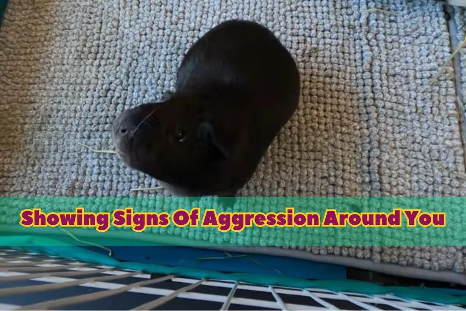 Signs Your Guinea Pig Hates You