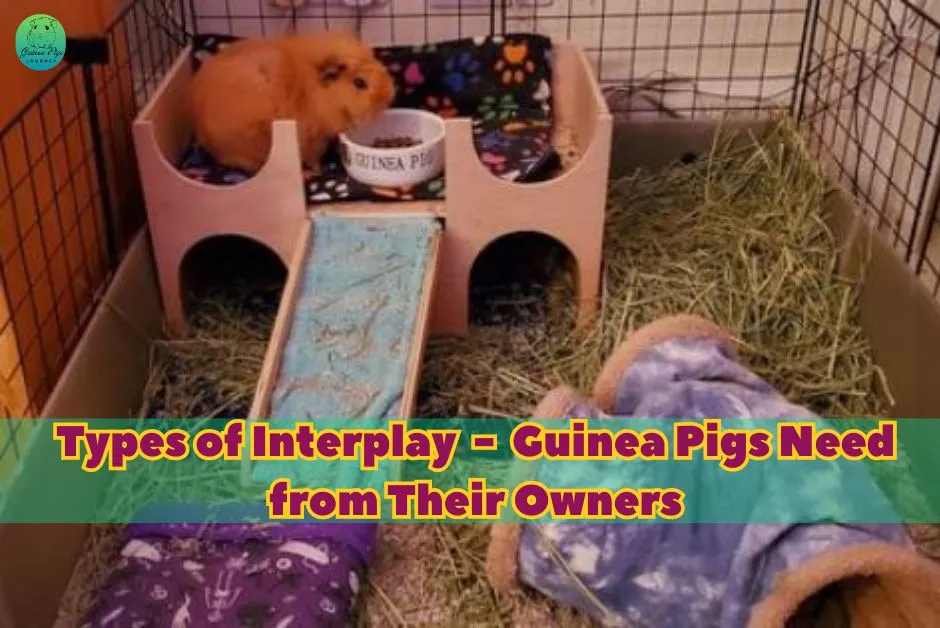 Do Guinea Pigs Miss Their Owners