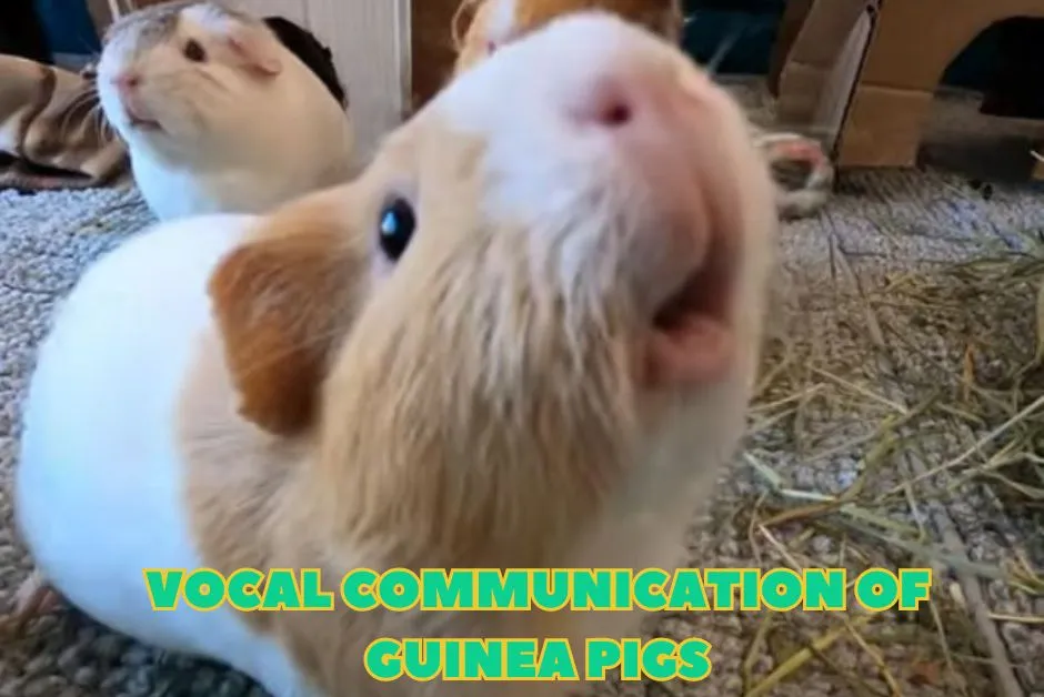 Key Points About Guinea Pigs - Niblet Squeaking