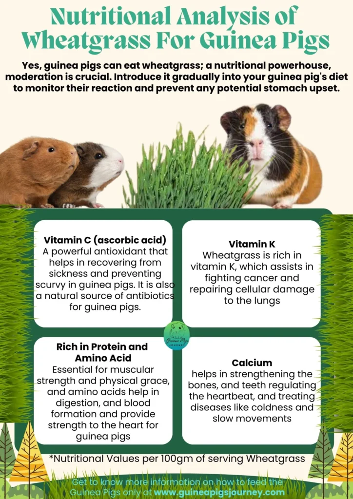 Can guinea pigs eat wheatgrass