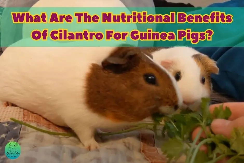 Can Guinea Pigs Eat Cilantro
