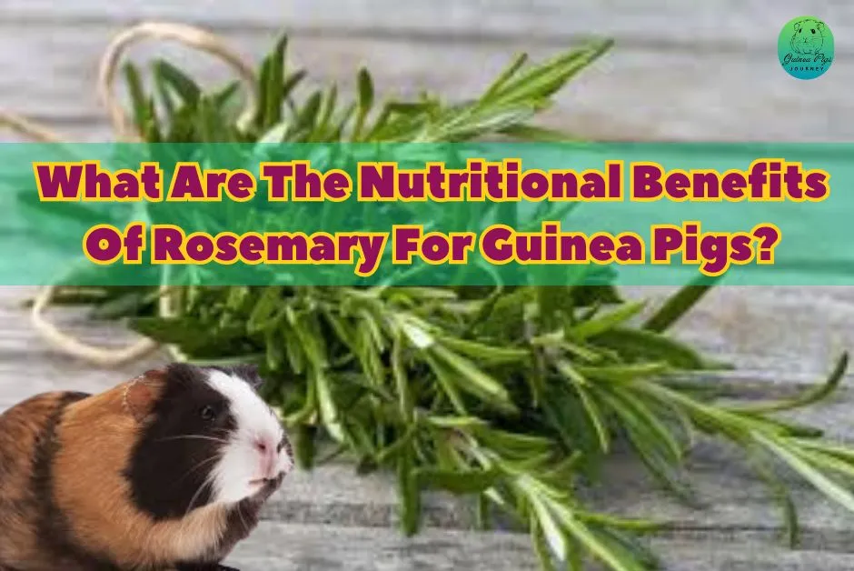 Can Guinea Pigs Eat Rosemary