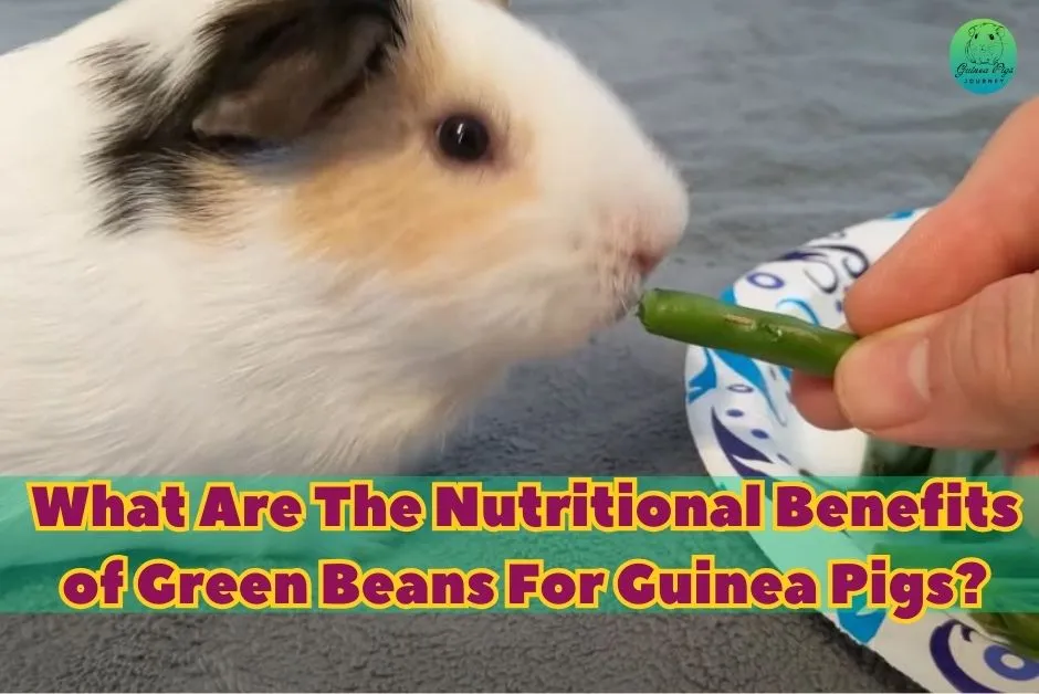 Can guinea pigs eat green beans