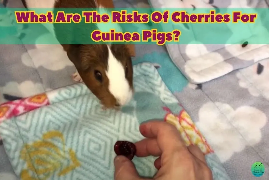 Can Guinea Pigs Eat Cherries