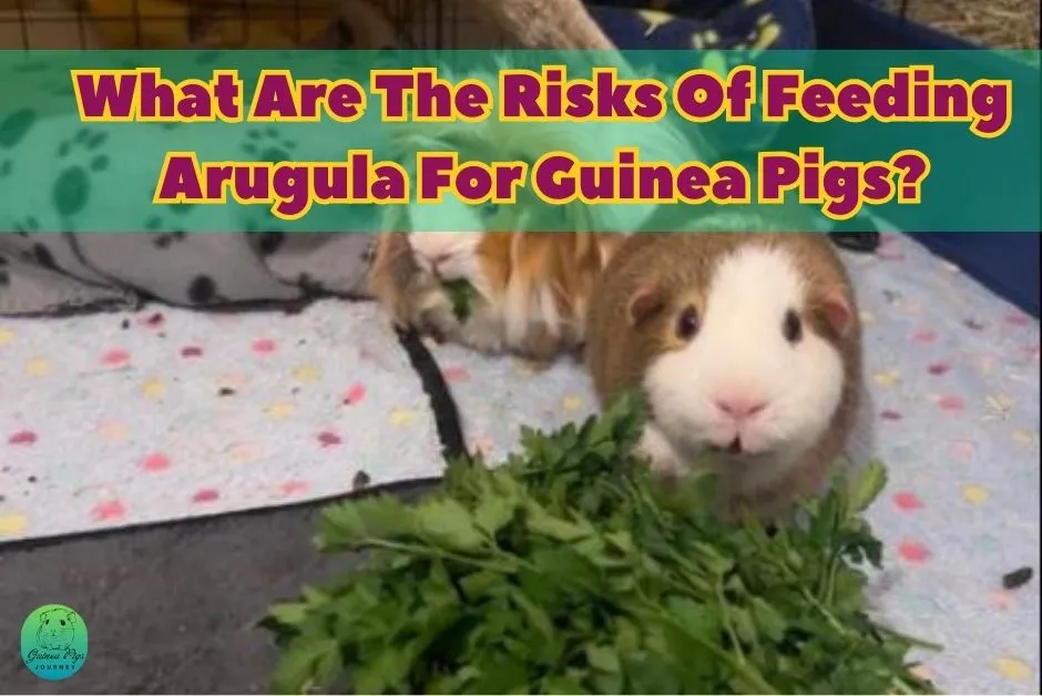 Can guinea pigs eat arugula