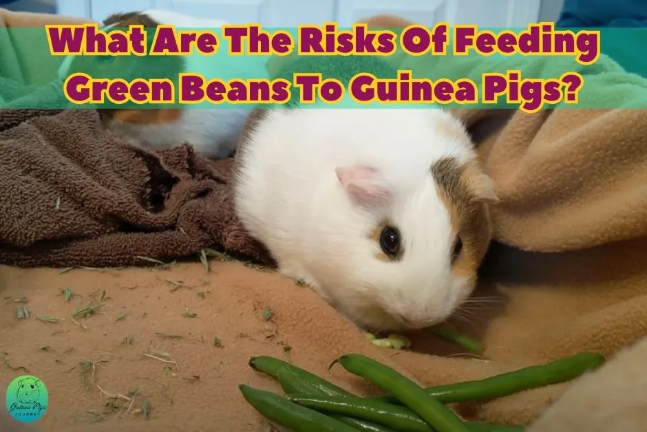 Can guinea pigs eat green beans