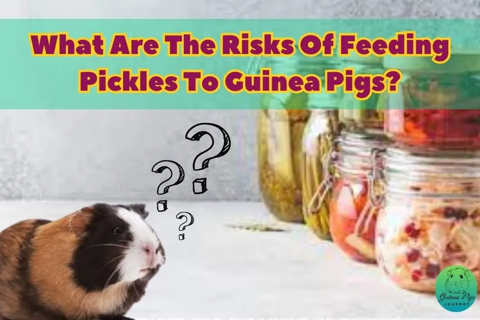 Can Guinea Pigs Eat Pickles