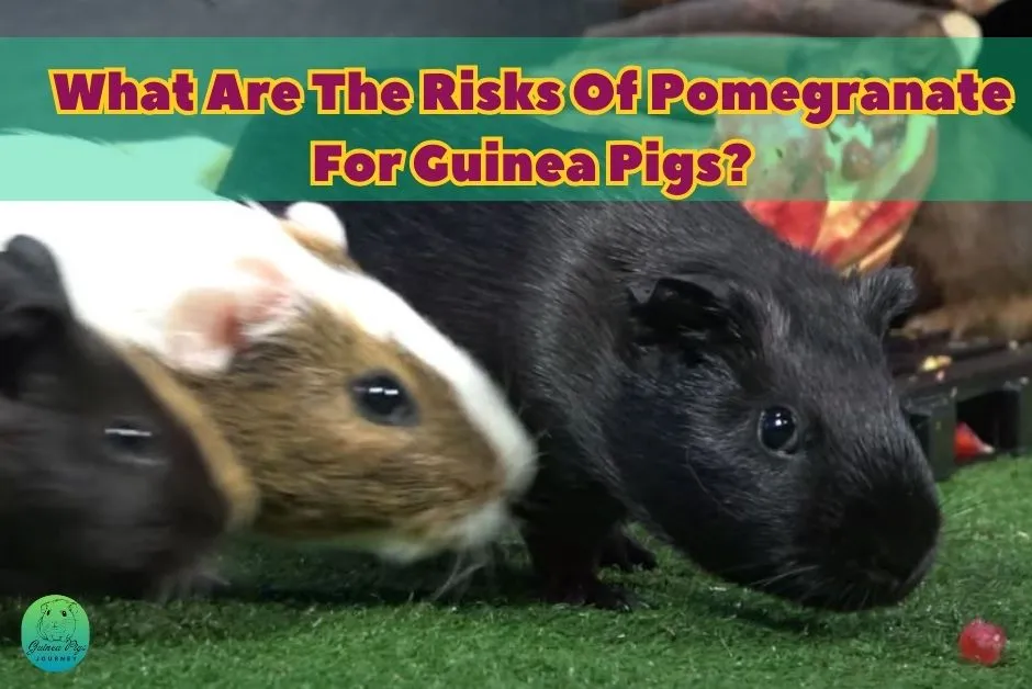 Can Guinea Pigs Eat Pomegranate 9 Ultimate Guides And Facts