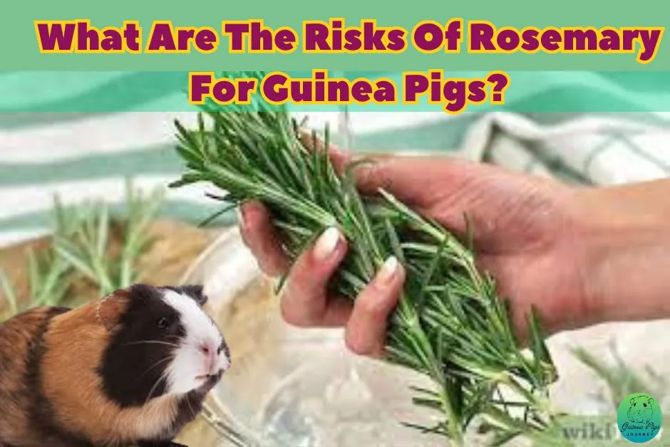 Can Guinea Pigs Eat Rosemary