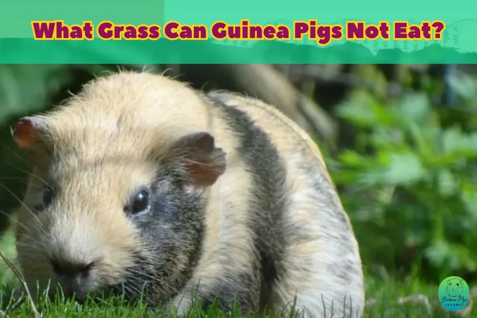 Can guinea pigs eat wheatgrass