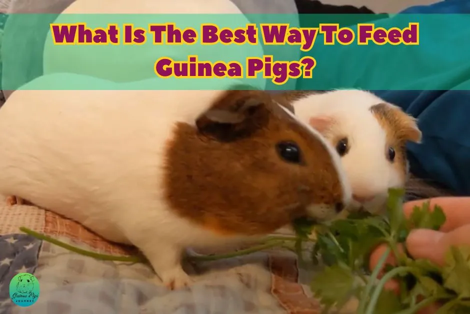 What Is The Best Way To Feed Guinea Pigs