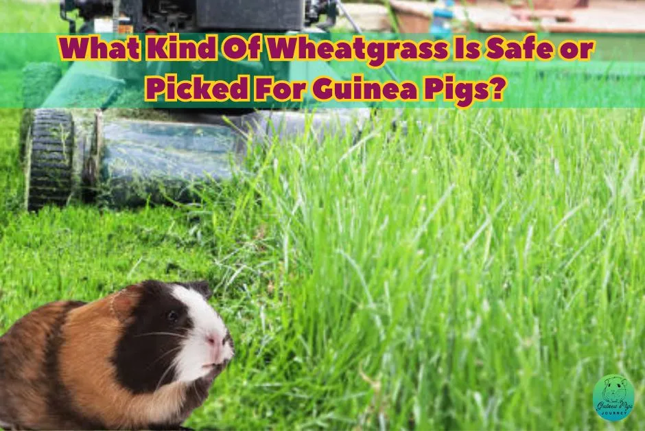 Can guinea pigs eat wheatgrass