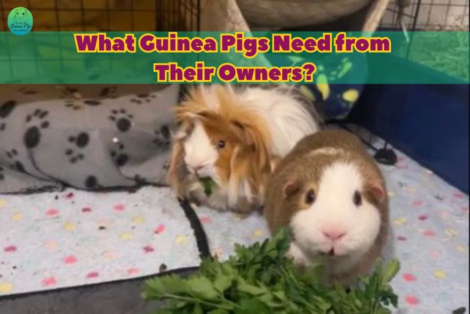 Do Guinea Pigs Miss Their Owners