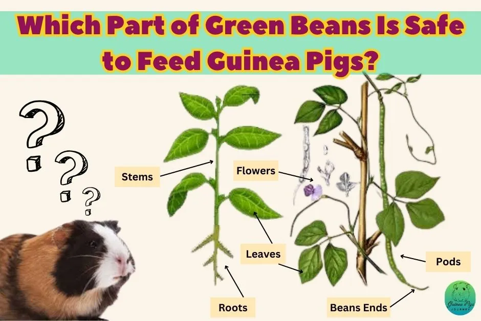 Can guinea pigs eat green beans