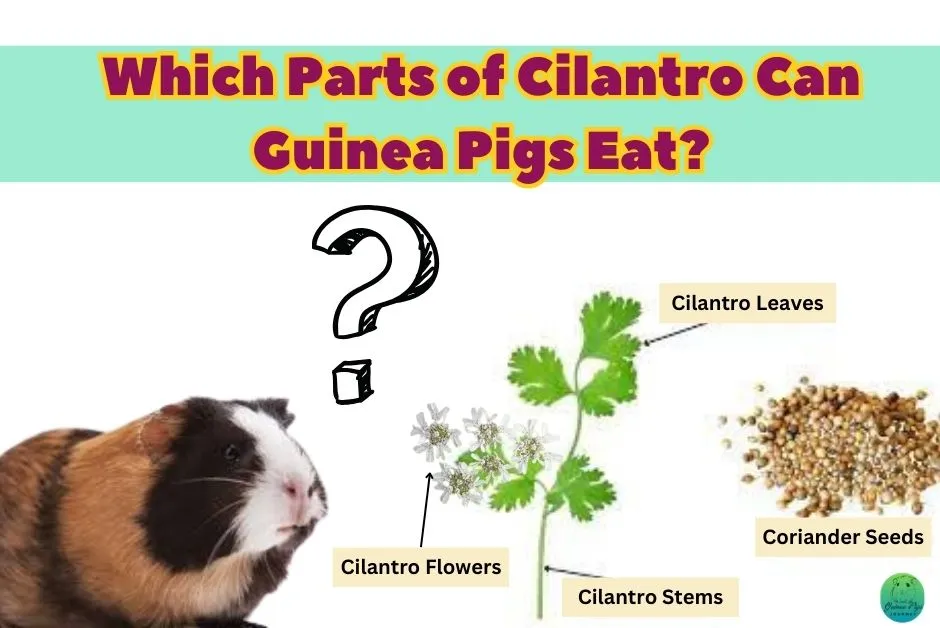 Can Guinea Pigs Eat Cilantro