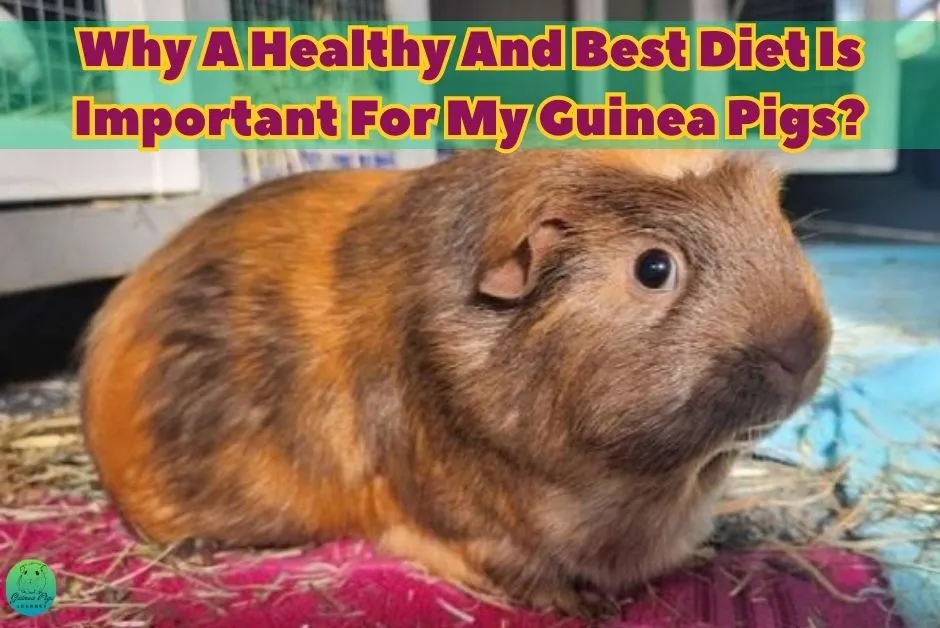 Recommended And Best Diet For Guinea Pigs