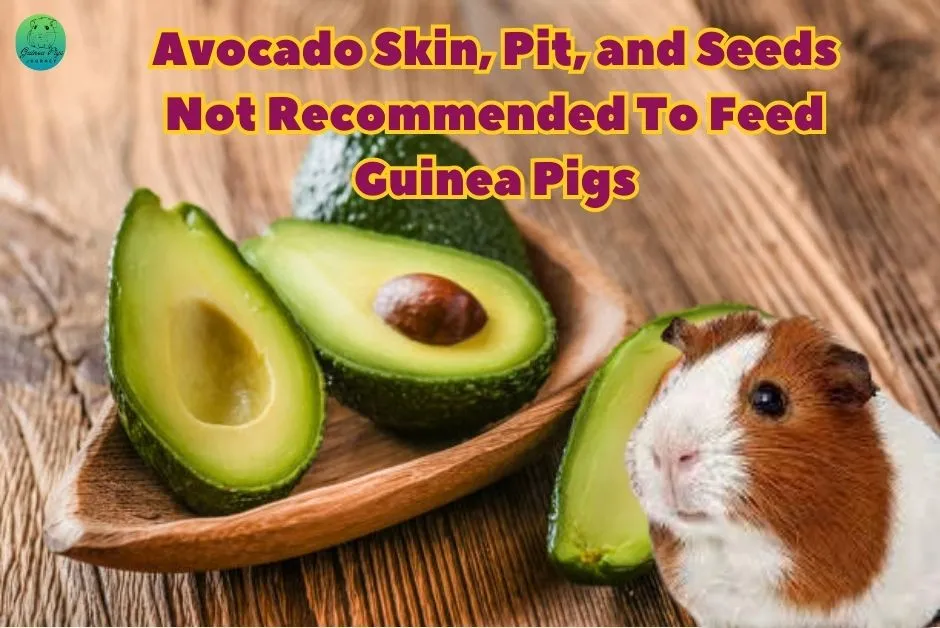 not recommended to feed guinea pigs