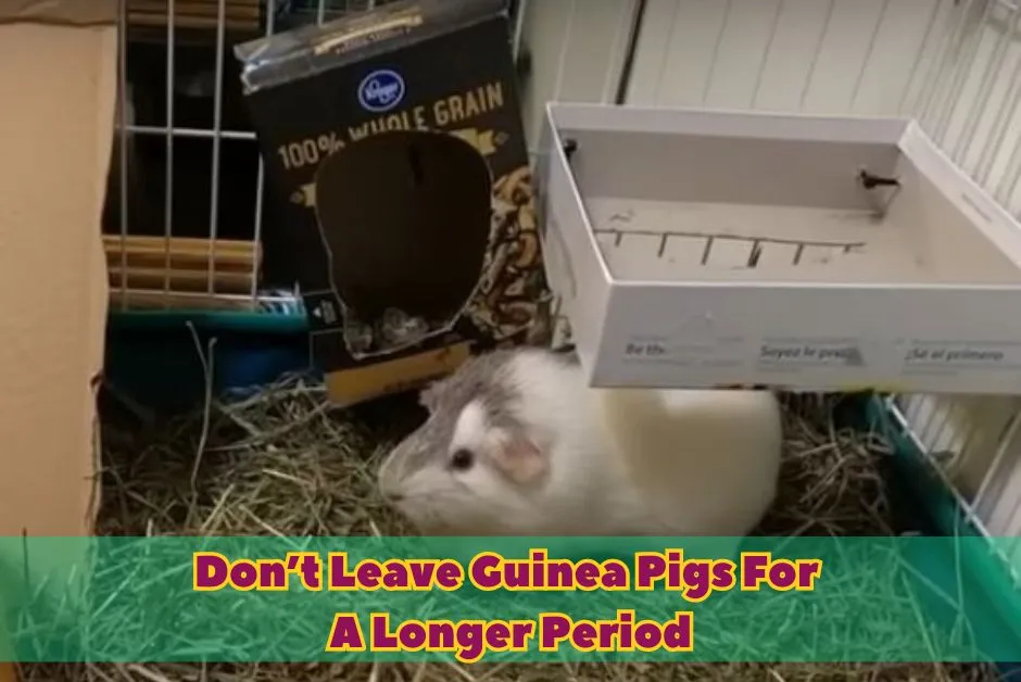 how to make your guinea pig love you again