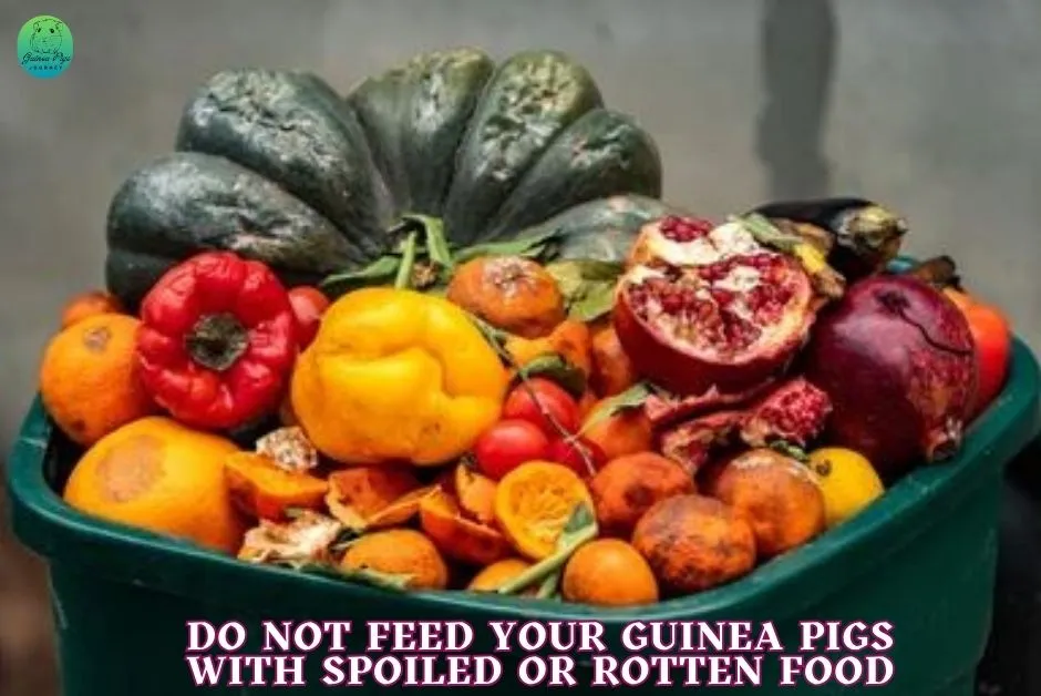 What Is The Best Way To Feed Guinea Pigs