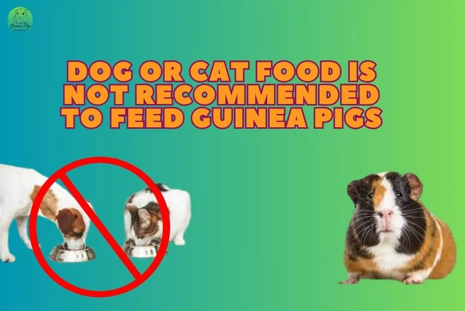 Not Recommended To Feed Guinea Pigs