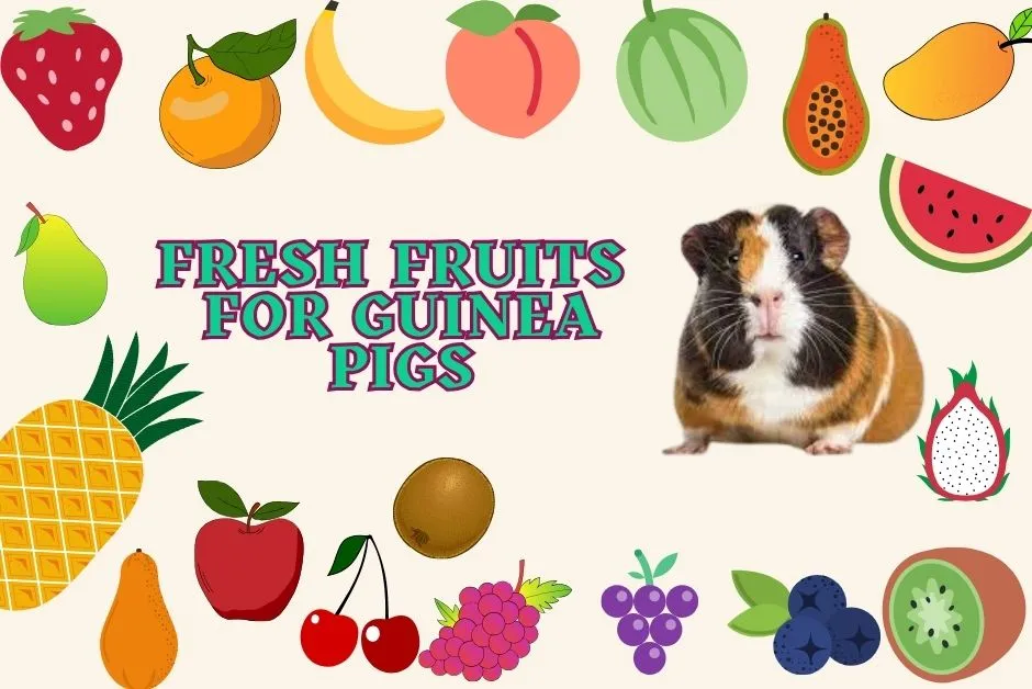 Recommended And Best Diet For Guinea Pigs