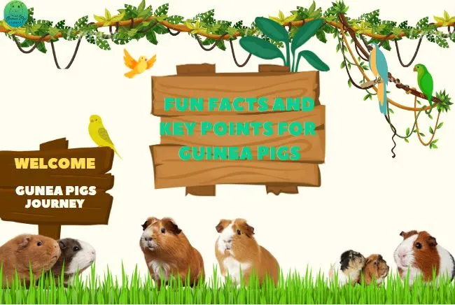 Fun Facts About Guinea Pigs