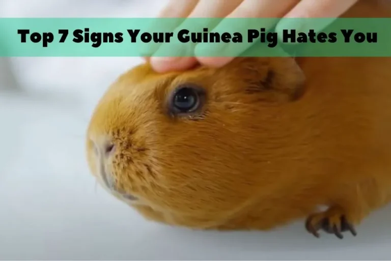 Signs Your Guinea Pig Hates You