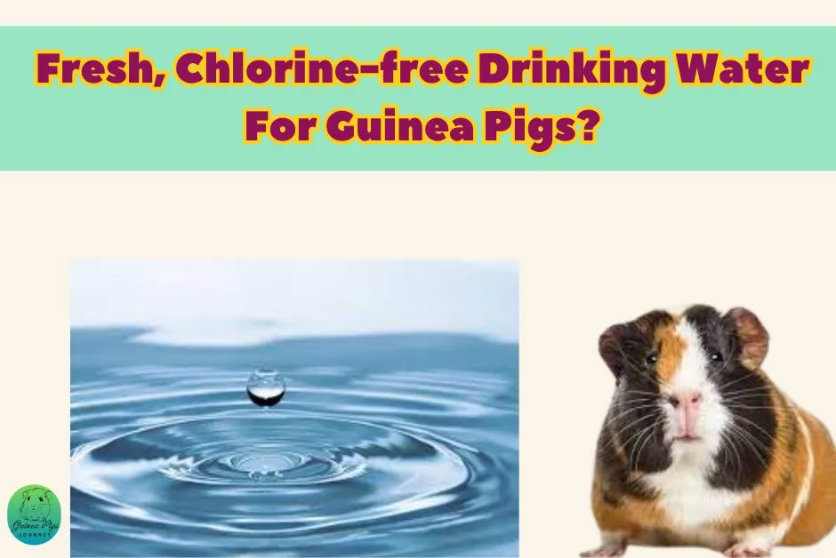 What Is The Best Way To Feed Guinea Pigs