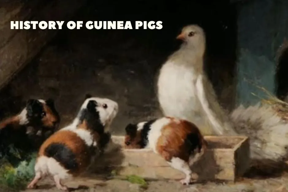 Key Points About Guinea Pigs - History