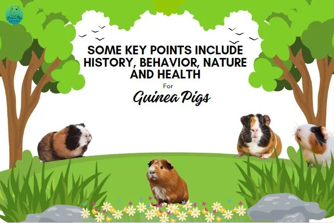 Key points about guinea pigs