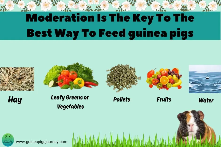 What Is The Best Way To Feed Guinea Pigs