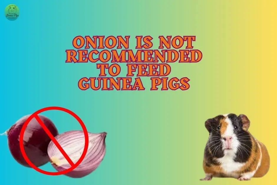 not recommended to feed guinea pigs